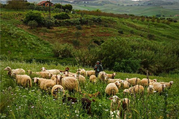 Il significato del sogno del pastore