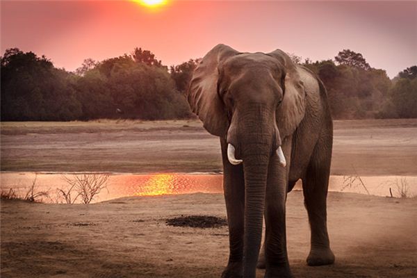 Il significato di sognare gli elefanti