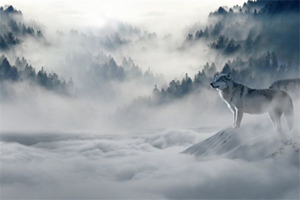 Il significato di sognare i lupi