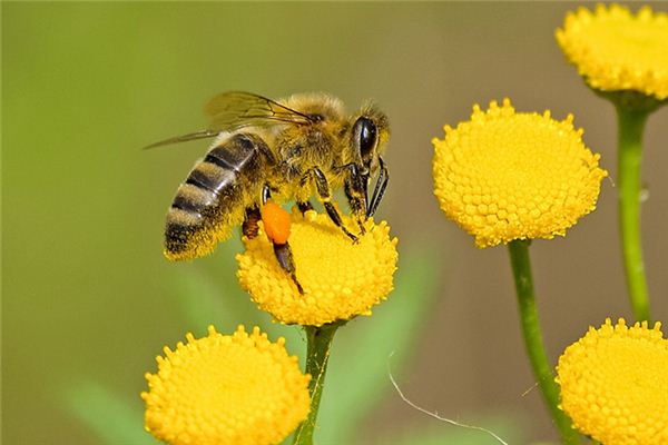 Il significato di sognare le api