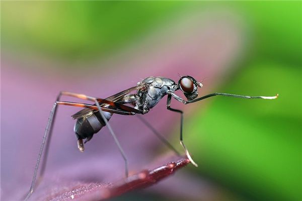 Il significato di sognare le formiche