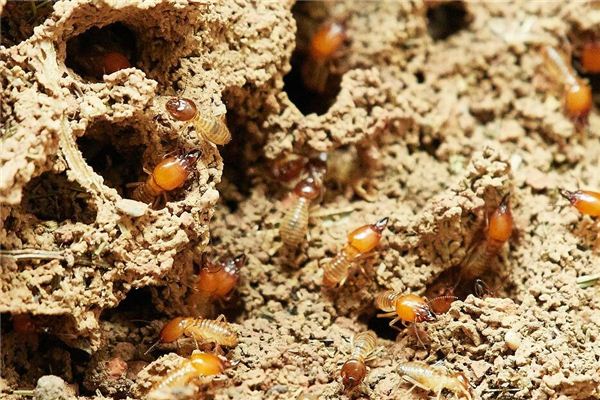 Il significato di sognare formiche bianche