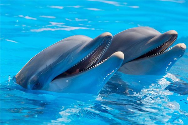Il significato di sognare i delfini