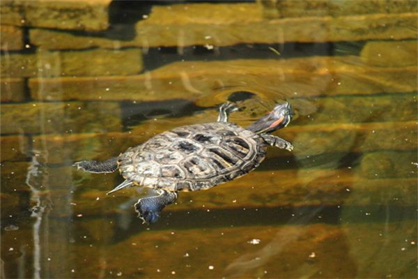Sognare una tartaruga che nuota nell’acqua significa