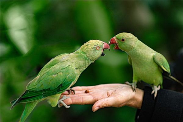Sognare bestie e uccelli, il significato dell’amore per gli uccelli