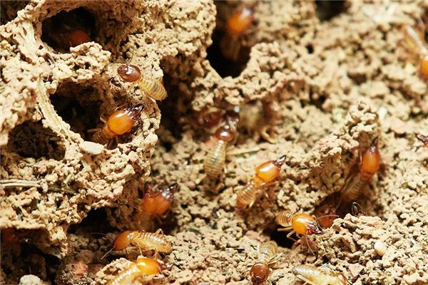 Il significato di sognare le termiti