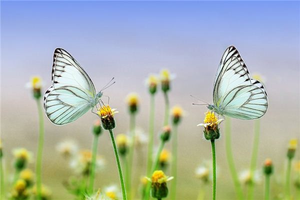 Il significato di sognare di inseguire farfalle