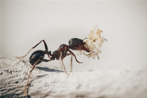 Il significato di sognare formiche che tengono qualcosa in bocca