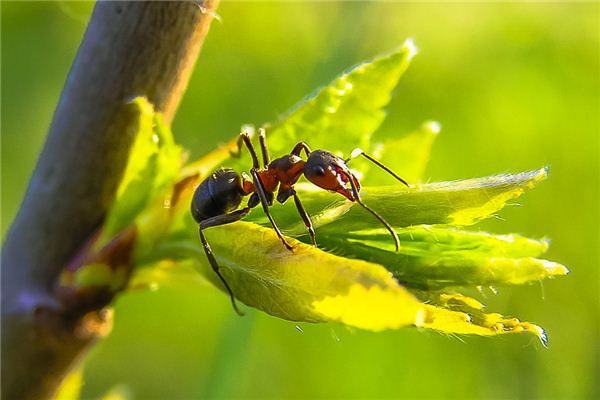 Il significato di sognare due formiche che combattono