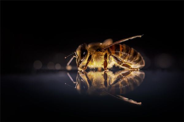 Il significato di sognare di essere punto da un’ape