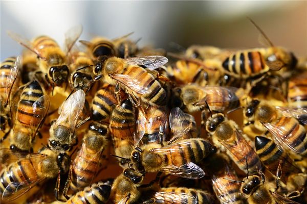 Il significato di sognare una colonia di api