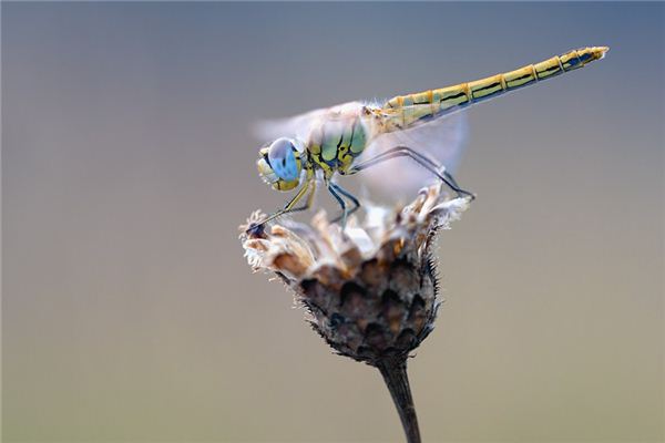 Cosa significa sognare di catturare una libellula