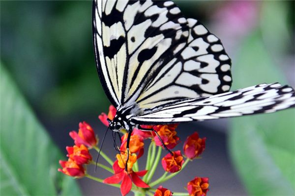Il significato di sognare farfalle bianche