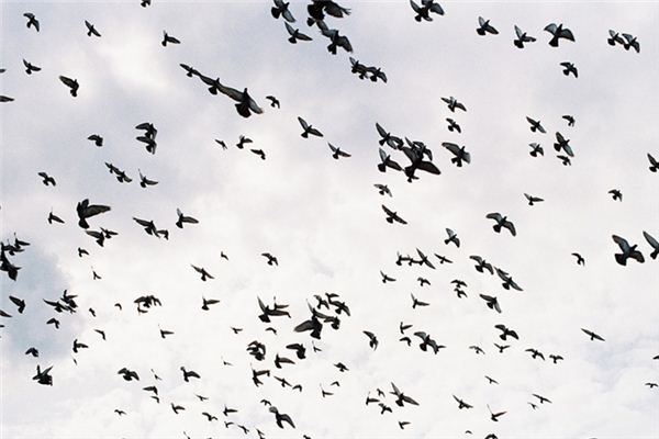 Il significato di sognare uno stormo di uccelli