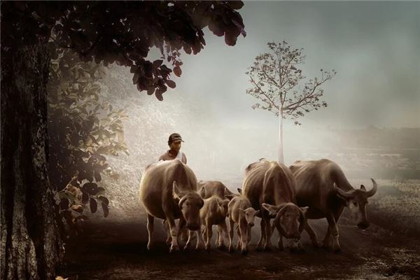 Il significato spirituale di sognare mucche su entrambi i lati della strada