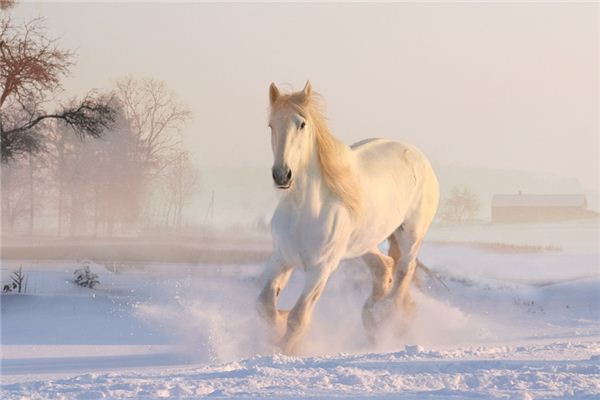 Il significato spirituale di sognare che un cavallo è ferito