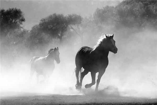Il significato spirituale di sognare cavalli