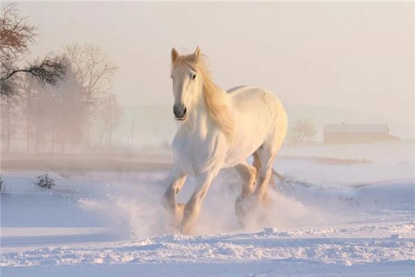 Il significato di sognare cavalli