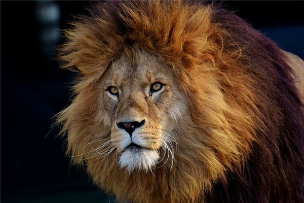 Il significato di sognare leoni