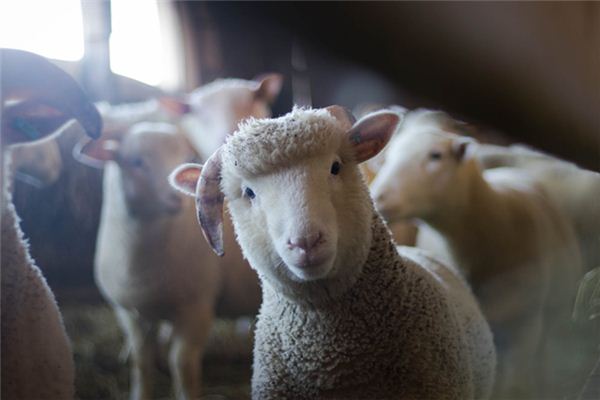 Il significato di sognare pecore