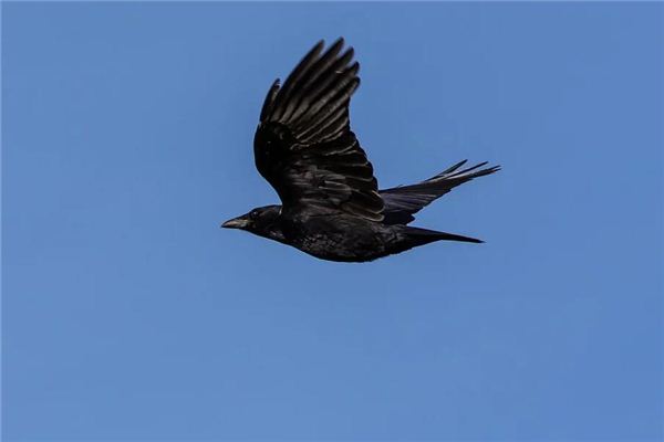 Il significato di sognare corvi che volano in cerchio