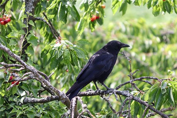 Il significato di sognare di catturare i corvi