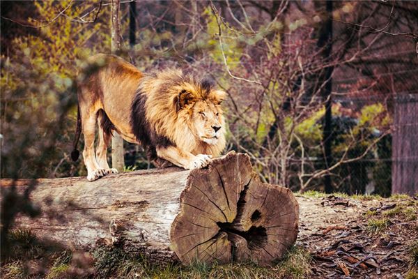 Il significato spirituale di sognare leoni e tigri