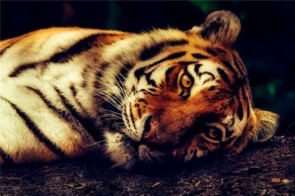 Il significato spirituale di sognare di uccidere una tigre