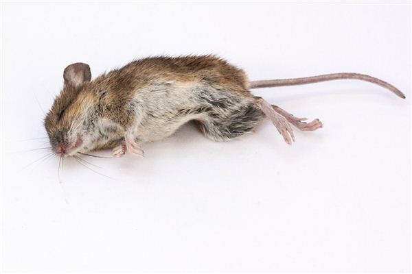 Il significato spirituale di sognare topi morti