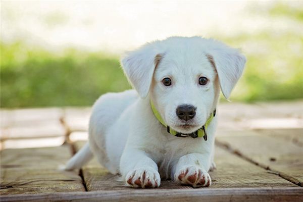 Il significato spirituale di sognare un cane bianco