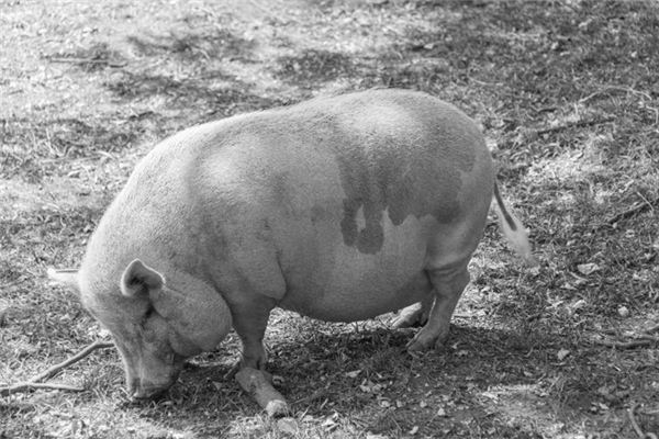 Il significato spirituale di sognare un grosso maiale grasso