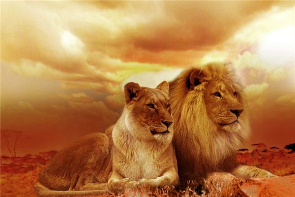 Il significato spirituale di sognare di essere inseguiti da un leone