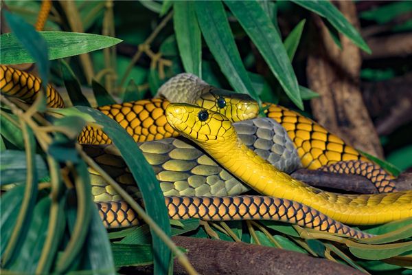Il significato di sognare serpenti di vari colori