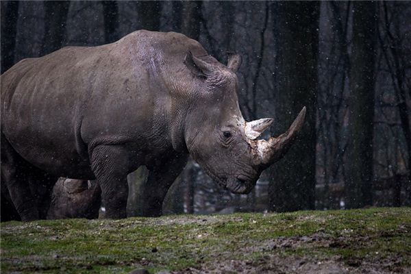 Il significato di sognare rinoceronti