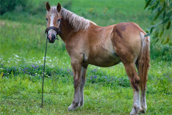 Il significato spirituale di sognare cavalli che trasportano gioielli o merci