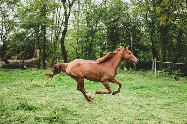 Il significato spirituale di sognare cavalli nelle vicinanze