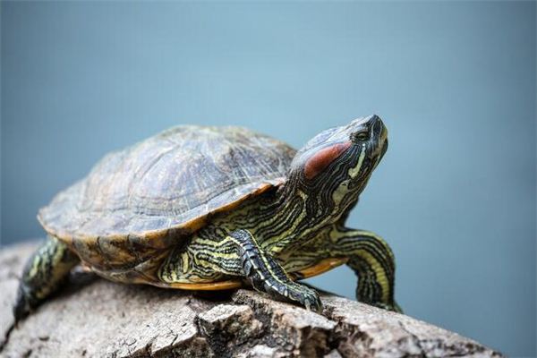 Il significato di sognare tartarughe che si crogiolano al sole