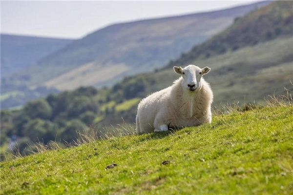Sognare pecore che cadono a terra significato