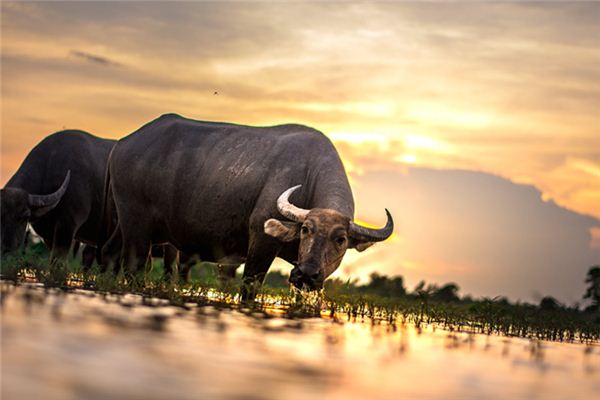 Il significato di sognare un bufalo d’acqua