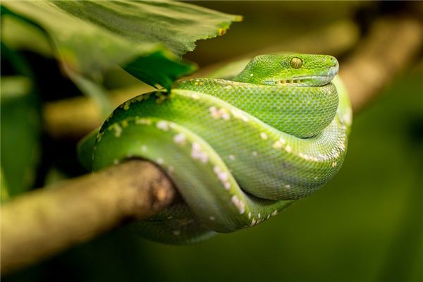 Il significato di sognare serpenti verdi
