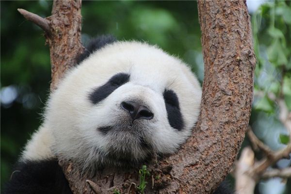 Il significato di sognare panda
