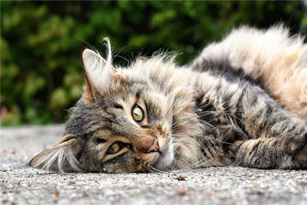 Il significato di sognare un gatto selvatico pulito