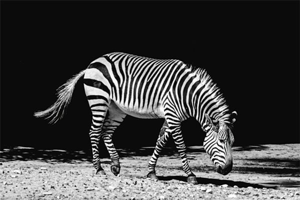 Il significato di sognare zebre