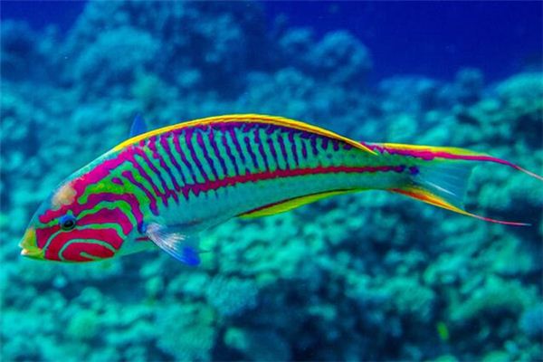 Il significato di sognare pesci colorati