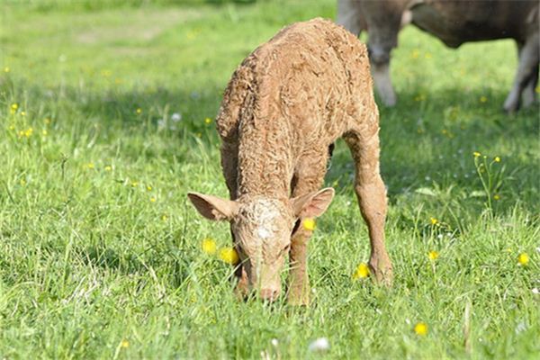 Il significato di sognare vitelli che mangiano erba