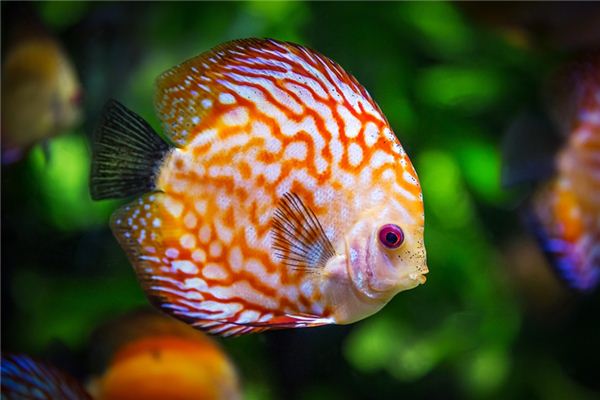 Il significato di sognare di essere morsi da un pesce