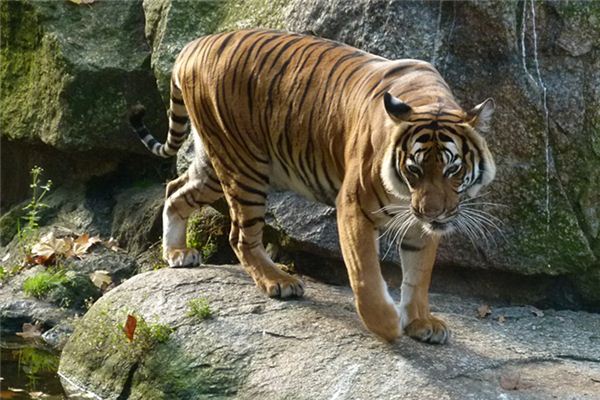 Il significato di sognare il ruggito della tigre