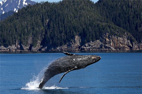 Il significato di sognare balene