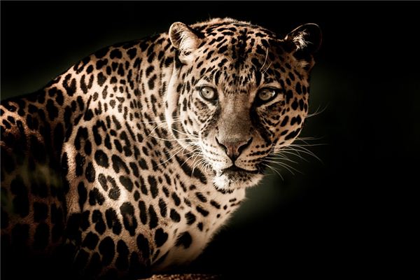 Il significato di sognare un leopardo dorato