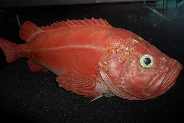 Il significato di sognare un pesce rosso